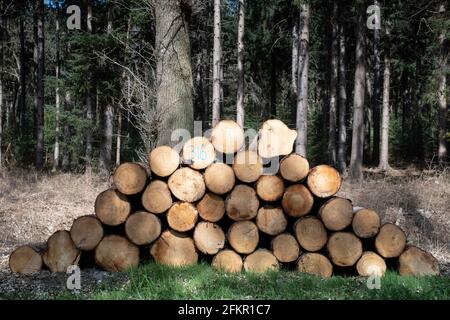 Abgesägte Baumstämme werden in einem Wald im gestapelt Niederlande für die Holzindustrie oder zum Verbrennen Biomasseanlagen Stockfoto