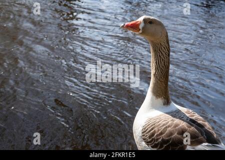 Graugans schwimmt in einem See in einem Park in Oranjewoud, Niederlande Stockfoto