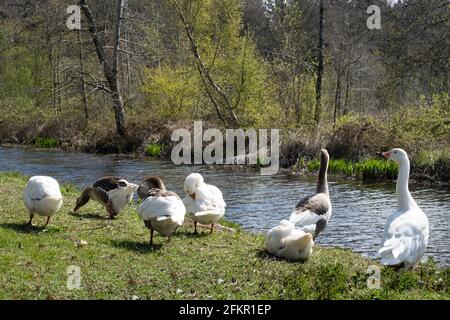 Eine Gruppe von weißen und grauen Gänsen sitzen und gehen Über das Gras am Rande des Wassers auf einem sonnigen Tag im Frühling Stockfoto