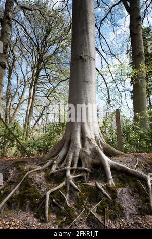 Freiliegende starke Wurzeln eines hohen Baumes erstrecken sich entlang und Unter dem Boden in einer Parklandschaft Stockfoto