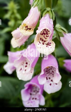 Rosa Digitalis Purpurea oder Common Foxglove Blume mit Wassertropfen auf verschwommenem grünem Hintergrund. Blassrosa Blüten, leuchtend violette Flecken auf den Blütenblättern Stockfoto