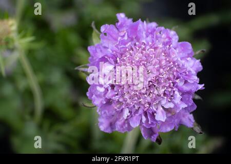 Nahaufnahme einer violetten Scabiosa-Kolumbarie oder Nadelkissenblume mit Verschwommener grüner Hintergrund in einem Garten Stockfoto
