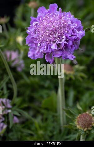 Nahaufnahme einer violetten Scabiosa-Kolumbarie oder Nadelkissenblume mit Verschwommener grüner Hintergrund in einem Garten Stockfoto