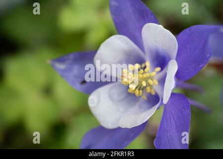 Blume der Aquilegia, auch bekannt als Granny's Bonnet oder Columbine. Konzentriere dich auf die gelben Staubblätter und die violetten Blütenblätter rechts. Enge Schärfentiefe Stockfoto