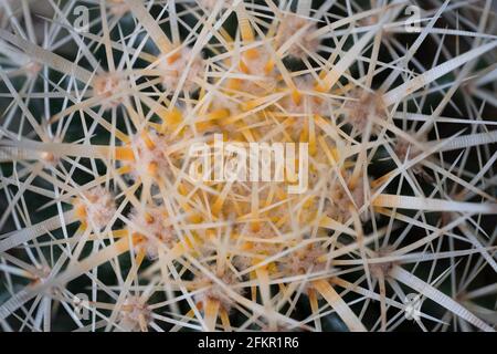 Makrofoto von oben gesehen vom Echinocactus grusonii, goldenem Fasskaktus, goldenem Ball oder dem Kissen der Schwiegermutter Stockfoto