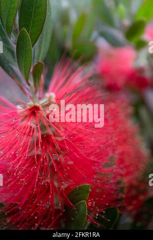 Rote Blüten des Gemeinen Roten Flaschenbürsten oder Callistemon citrinus sind in lila Spitzen an den Enden der Zweige angeordnet. Enge Schärfentiefe Stockfoto