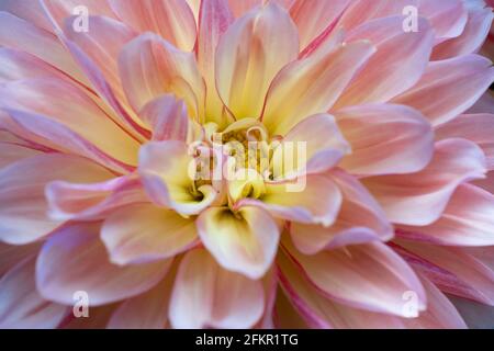 Nahaufnahme einer blühenden rosafarbenen, gelben Dahlia-Blume. Konzentrieren Sie sich auf das gelbe Zentrum der Dahlie Stockfoto