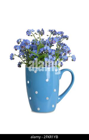 Vergiss mich nicht Blumen in Becher isoliert auf weißem Hintergrund Stockfoto