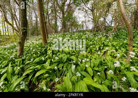 Bärlauch mit weißen Blüten in einem Wald. Stockfoto