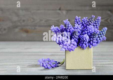 Happy Mothers Day Karte. Muscari Blumen in Geschenkbox angeordnet Stockfoto