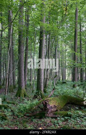 Alder Baum-Laub steht im Sommer mit totem Aschebaum im Vordergrund, Bialowieza-Wald, Polen, Europa Stockfoto