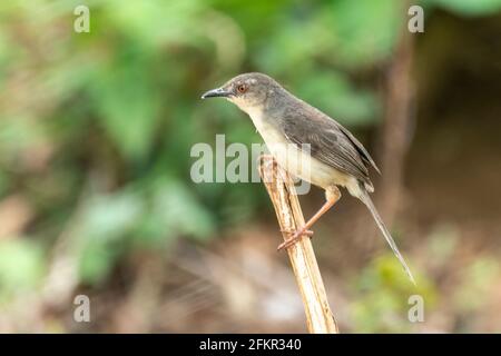 Jungle prinia, Prinia sylvatica, alleinerziehende Erwachsene, die auf einem Ast eines Baumes thront, Sri Lanka Stockfoto