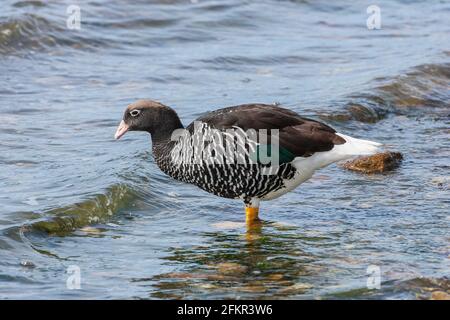 Kelpgans, Chloephaga hybrida, erwachsenes Weibchen, das seichtes Wasser steht, Falkland-Inseln, Islas Malvinas Stockfoto