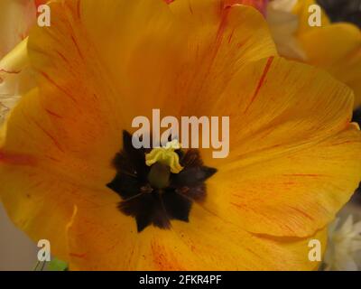 Botanisches Bild von der Innenseite einer leuchtend gelben und orangen Tulpe, die die Blütenteile wie das Stigma und die Staubgefäße zeigt. Stockfoto