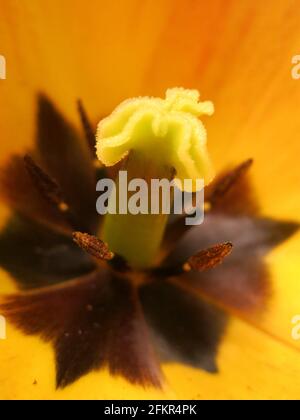 Makrogelbe Tulpe: Nahaufnahme des Blumeninnenraums, die deutlich den Pollen, das Stigma und die Staubgefäße zeigt. Stockfoto