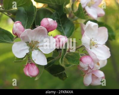 Frühling in einem englischen Garten: Nahaufnahme eines Zweig Apfelblüte auf einem Obstbaum mit blassrosa Blüten und tiefer rosa Knospen. Stockfoto