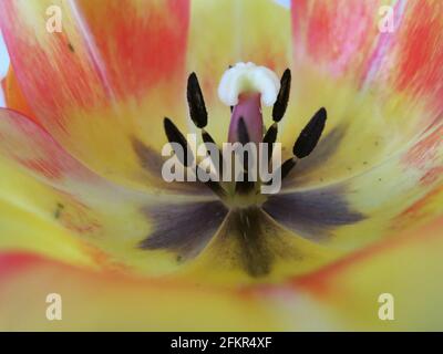 Nahaufnahme des Innenraums einer gelben und orangen Tulpenblüte in voller Blüte, die das Stigma und die Staubgefäße zeigt, und einer winzigen Grünfliege auf den Blütenblättern. Stockfoto