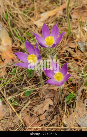 Erste Frühlingsblumen aus Traumbraut im Wald. Blick von oben Stockfoto