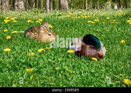 Zwei Wildenten ruhen auf grünem Gras auf einem Sonniger Tag Stockfoto