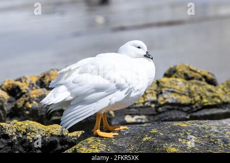 Kelpgans, Chloephaga hybrida, alleinstehender Rüde am Ufer, Falkland-Inseln, Islas Malvinas Stockfoto