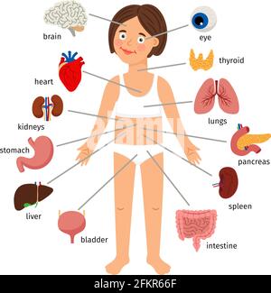 Innere Organe des Mädchens. Weibliche menschliche innere Organe auf Mädchen Körper Infografik Diagramm für Kinder Bildung, Vektor-Illustration auf weißem Hintergrund Stock Vektor