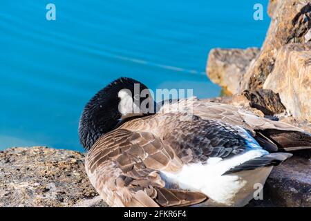 Blick auf eine kanadische Gans, die an einem Teich ruht Ein Park Stockfoto