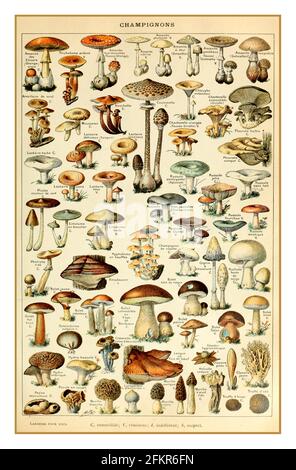 CHAMPIGNONS 1900 's Vintage Lithograph Food Botanic Poster Page Adolphe Millot Champignons pour tous Champignons 1907 - Champignons Variety Wall Art Poster, Botanical Illustration, Encyclopedia Art, Vintage Kitchen Lithograph Pilzes Variety Fungi. Stockfoto