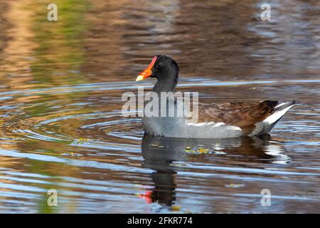 Nette gemeine Gallinule Ente schwimmt im Teich Porträt aus nächster Nähe Stockfoto