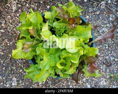 Rote und grüne Salatblätter 'Lollo Rosso' gemischt „Cut and Come Again“-Salat wächst Stockfoto