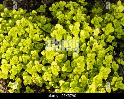 Leuchtend gelbe Frühlingsblätter des winterharten, mehrjährigen kulinarischen Krauts, Origanum vulgare 'Aureum', goldener Majoran Stockfoto