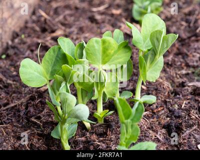 Auftauchende Pflanzlinge aus Gartenerde Pisum sativum 'Meteor' im Frühjahr In einem Bio-Hochbett Stockfoto