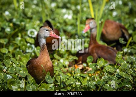 Schwarzbauchige Pfeifente im grünen Sumpf am Sommertag Stockfoto