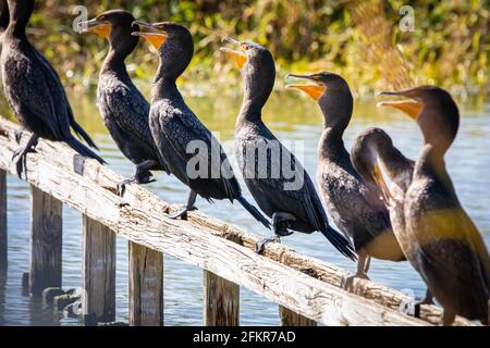 Gruppe von Kormoran Wasservögeln sitzen auf der Bank auf der So Stockfoto