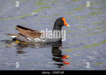 Nette gemeine Gallinule Ente schwimmt im Teich Porträt aus nächster Nähe Stockfoto