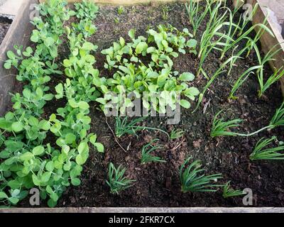 Gemüsebeet im frühen Frühjahr mit frühen Erbsen, Rettich, Schalotten, Knoblauch und Karotten gepflanzt Stockfoto