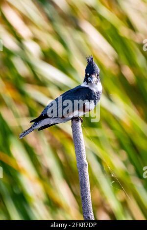 Nahaufnahme des Gürtelsfischer-Vogels am Sumpftag Stockfoto