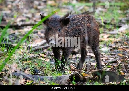 Niedliches Wildschwein Baby Ferkel Porträt im Wald schließen Nach oben Stockfoto