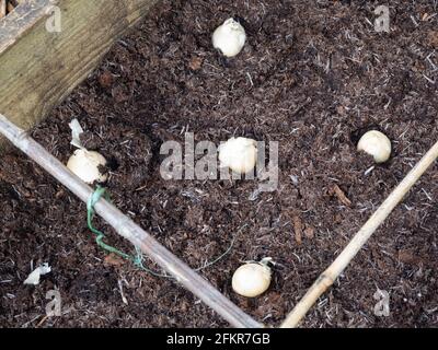 Abstände Schalotte, Allium cepa 'Hermine' setzt sich in einem organischen Hochbeet vor der frühen Frühjahrspflanzung ein Stockfoto