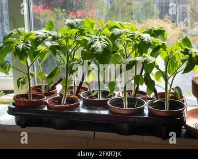 Setzlinge von Tomaten (Solanum lycopersicum) „Outdoor Girl“, das vor dem Pflanzen auf einer sonnigen Fensterbank wächst Im Freien Stockfoto