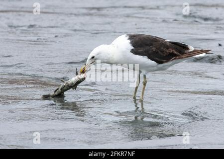 Kelpmöwe, Dominikanermöwe oder Südmöwe, Larus dominicanus, Einzeladulte, die Fische füttern, Brasilien Stockfoto