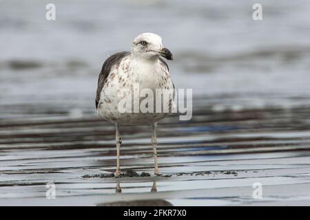 Kelpmöwe, Dominikanermöwe oder südländische Schwarzrückenmöwe, Larus dominicanus, Single juvenile stehend am Strand, Brasilien Stockfoto