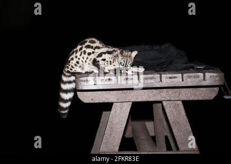 Genet mit großem Punktmuster, Genetta tigrina 12640 Stockfoto