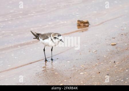 Kentish-Raubvögel, Charadrius alexandrinus, ein einziger Vogel, der auf Sand in der Nähe des Wassers steht, Sri Lanka Stockfoto