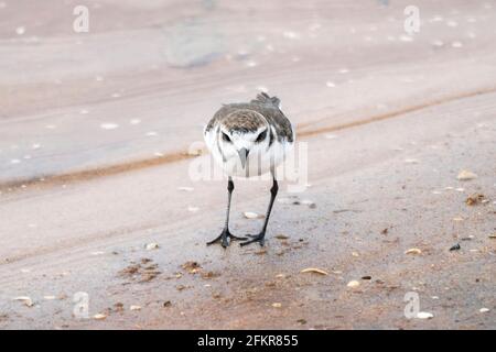 Kentish-Raubvögel, Charadrius alexandrinus, ein einziger Vogel, der auf Sand in der Nähe des Wassers steht, Sri Lanka Stockfoto