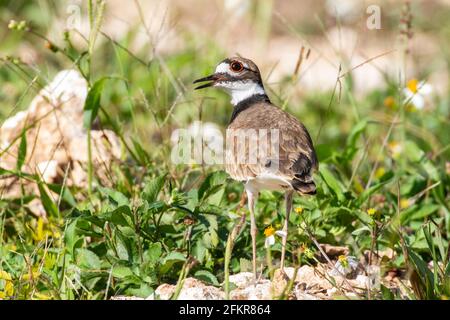 killdeer, Charadrius vociferus, alleinstehend auf kurzer Vegetation, Kuba Stockfoto