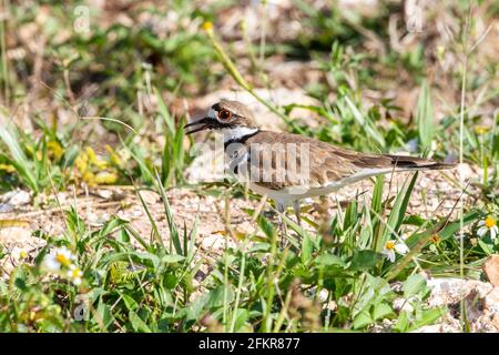 killdeer, Charadrius vociferus, alleinstehend auf kurzer Vegetation, Kuba Stockfoto