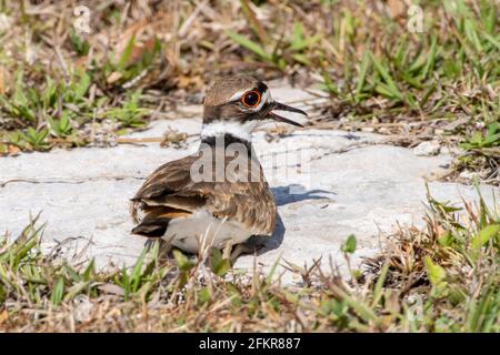 killdeer, Charadrius vociferus, alleinstehend auf kurzer Vegetation, Kuba Stockfoto