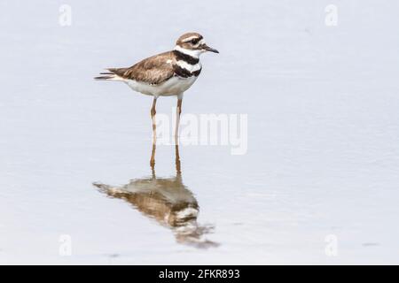 killdeer, Charadrius vociferus, alleinerziehend im seichten Wasser, Kuba Stockfoto