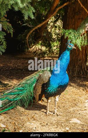 Schöner männlicher Pfau, der im Park als Pfau bezeichnet wird.Blauer indischer Pfau, Pavo cristatus, mit farbenprächtiger schillernder Schwänze und metallisch-blaugrüner Feathe Stockfoto