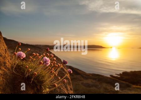 Seethrift ( Armeria maritima ) bei Sonnenaufgang in Dalgety Bay, Fife, Schottland. Stockfoto